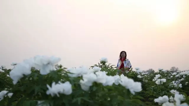 央视七套《绿色时空》栏目 之 洛阳牡丹产业链 一朵牡丹全花茶